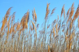 Tilghman Beach Reeds